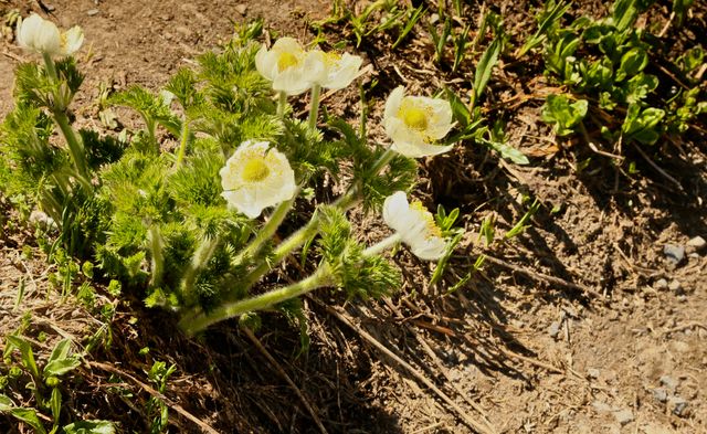 Mt Rainier -- Mountain Flower