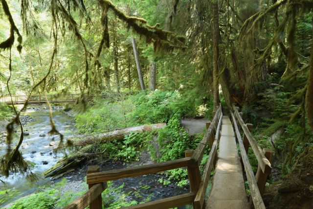 Olympic NP - Rain Forest  -- Barnes Creek Trail 