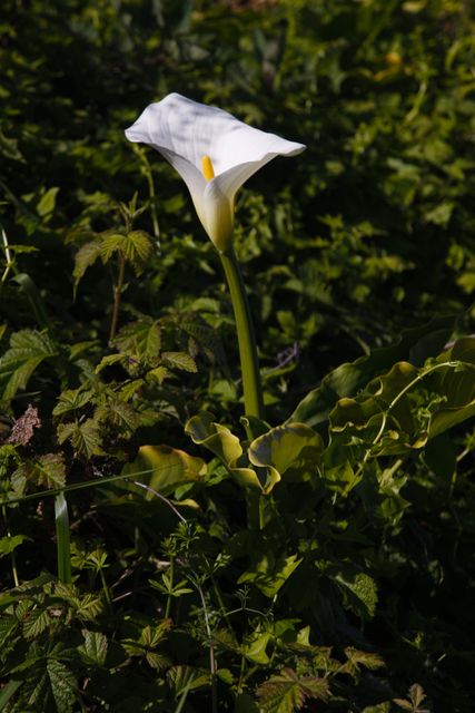 Blooming Flower 