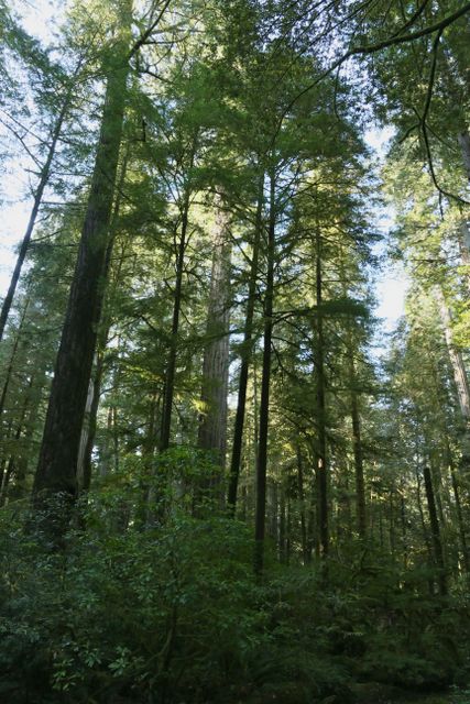 Yurok Loop 