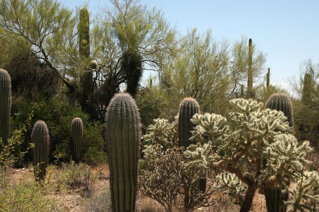 Barrel cactus and Teddybear cholla 