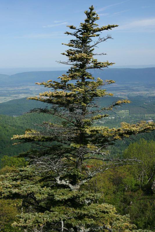 Overlook