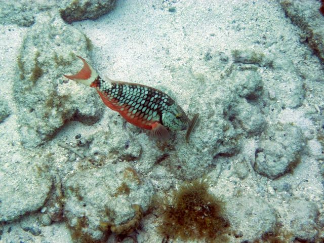 Stoplight Parrotfish 