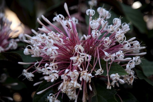 One flower on a bush of flowers 